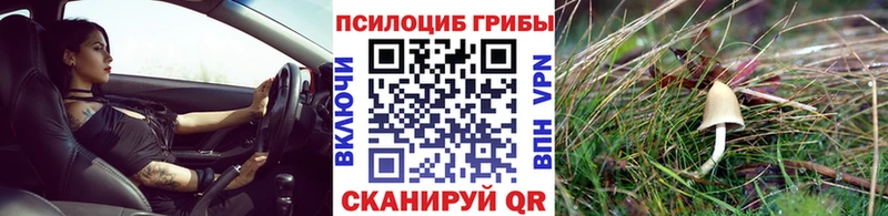 Псилоцибиновые грибы Psilocybine cubensis  Харовск 